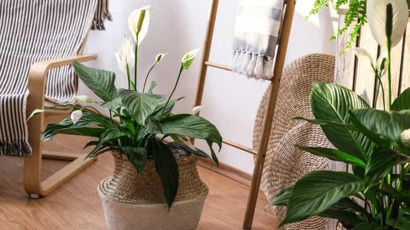 potted peace lily plants indoor