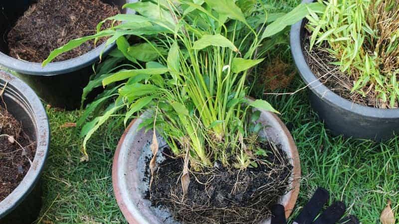 green peace Lily with root and soil, changing pot concept