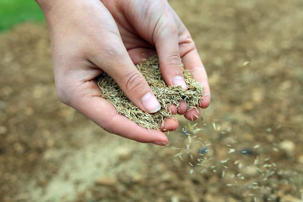 Close Up Of Hands Sowing Grass Seed