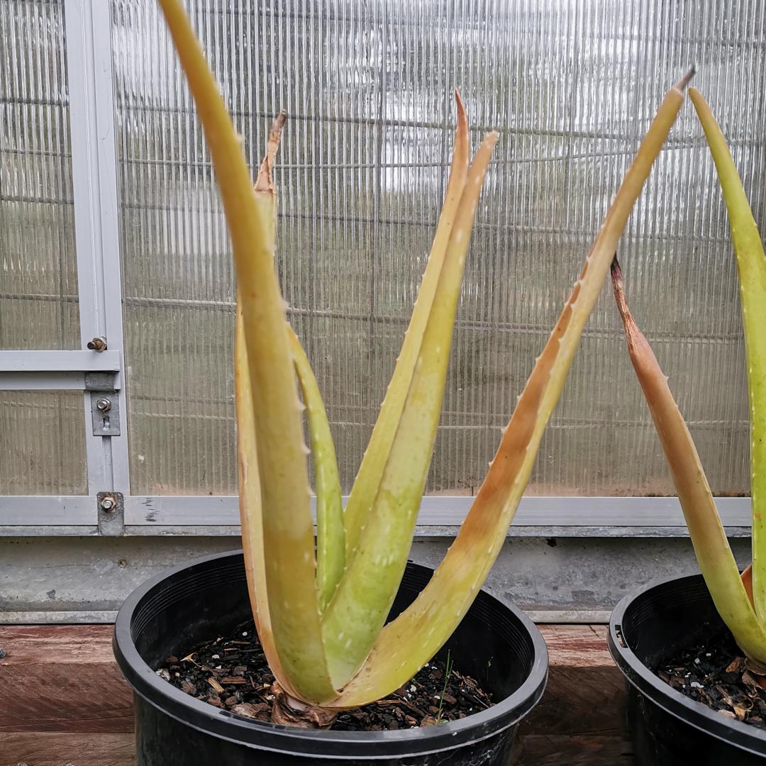 Aloe vera plants with yellowing leaves