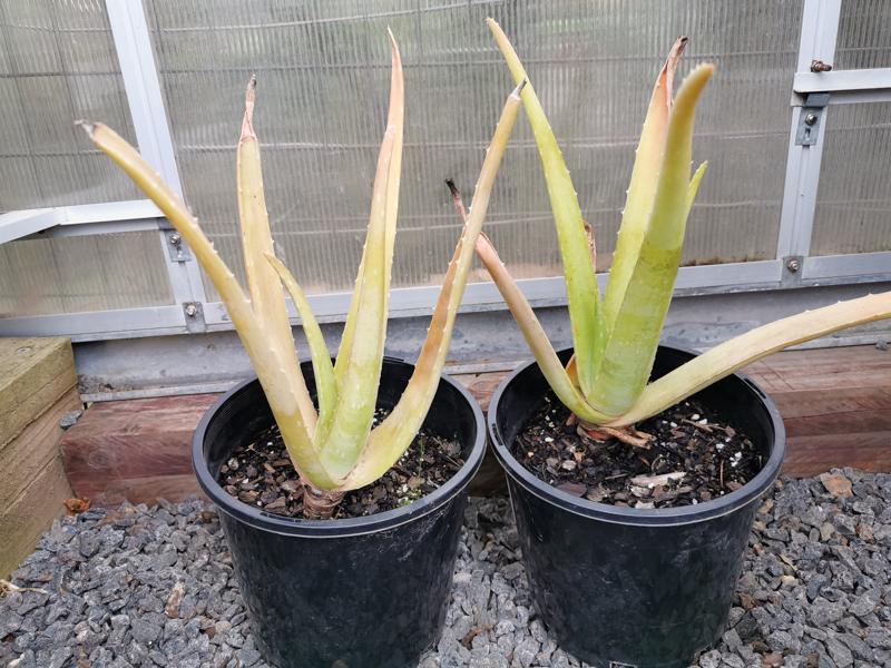 Aloe vera plants with yellowing leaves