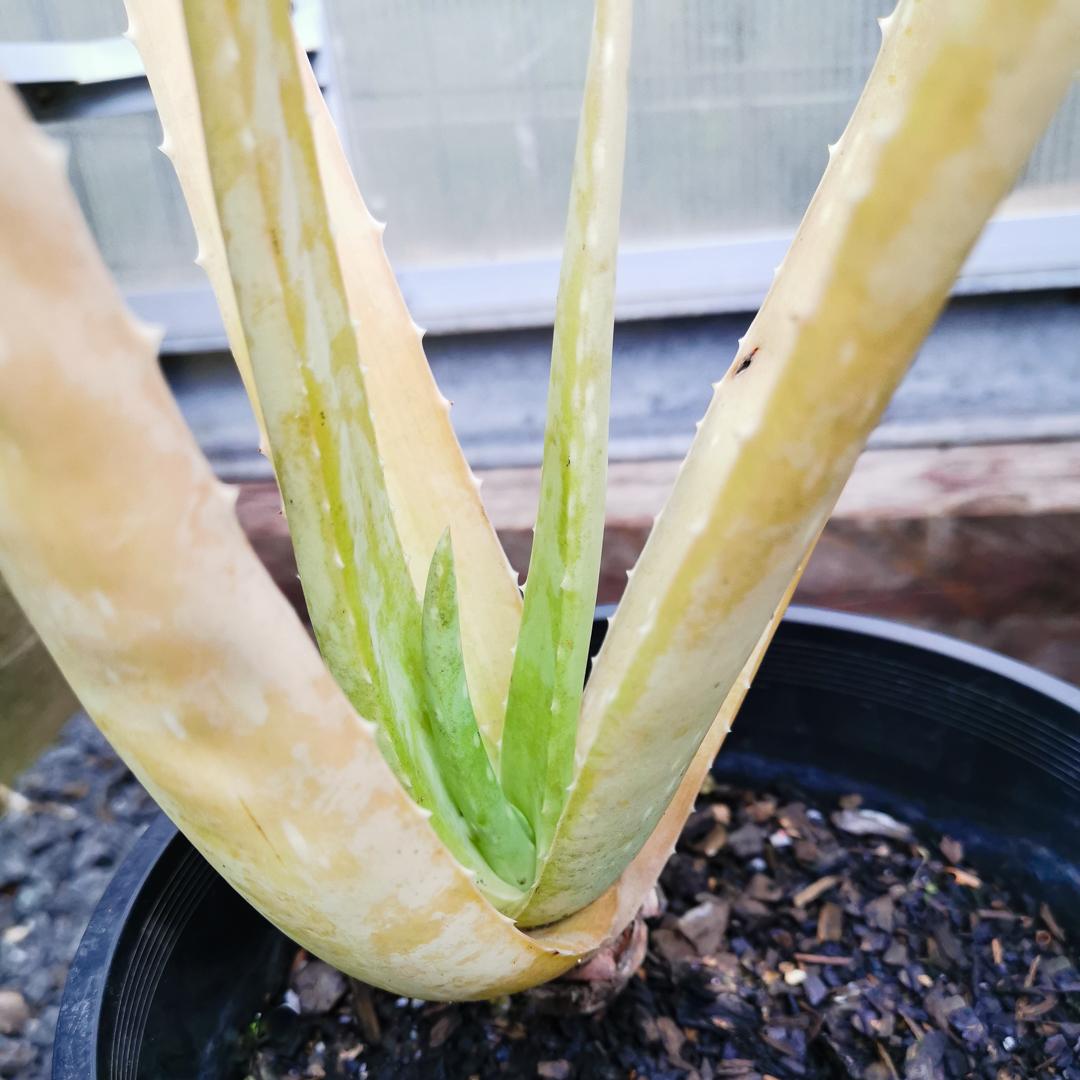Aloe vera plant with yellowing leaves