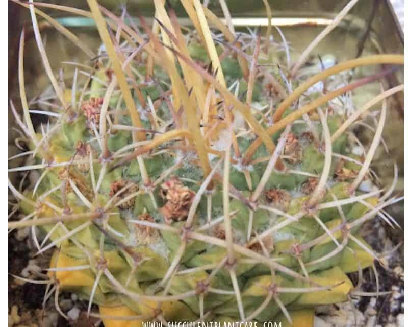 cactus yellowing from the bottom