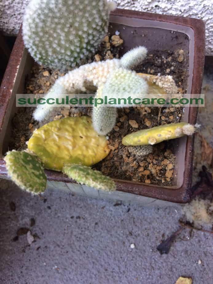 cactus yellowing from the bottom