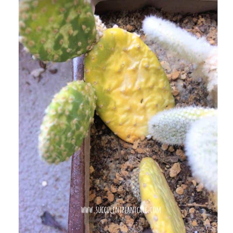 Why Does a Cactus Turn Yellow and Brown? How To Save It