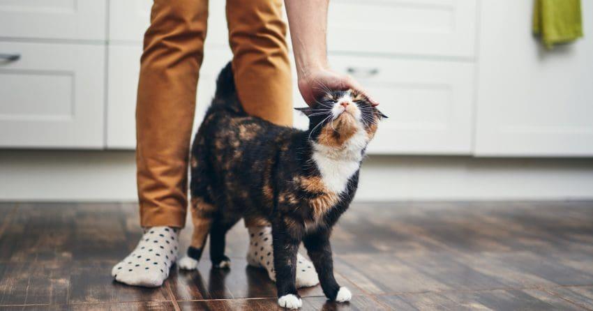 So, your cat is obsessed with you almost a much as you