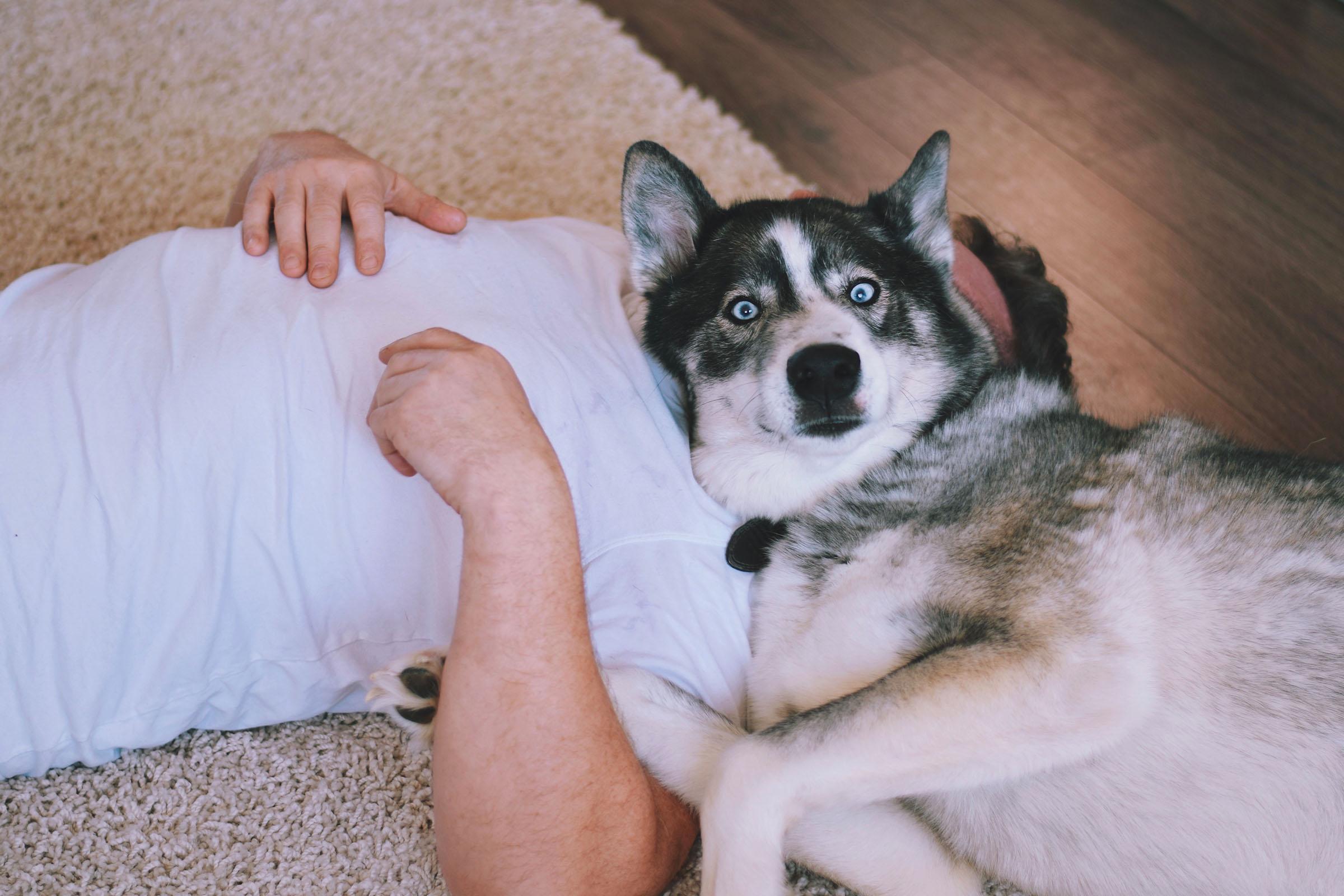 Why Does My Dog Lay On Me?