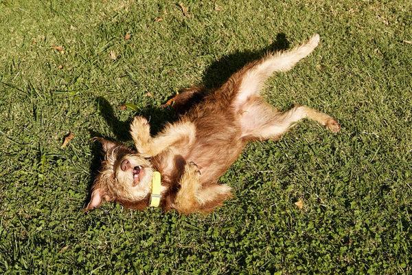 A brown scruffy dog rolls on its back in the grass.