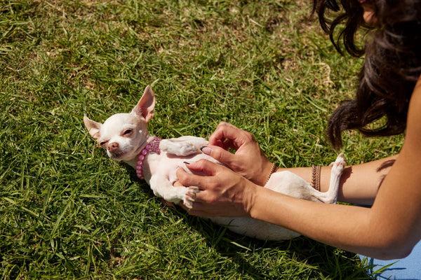 A white chihuahua gets a belly rub as it lays in the grass.