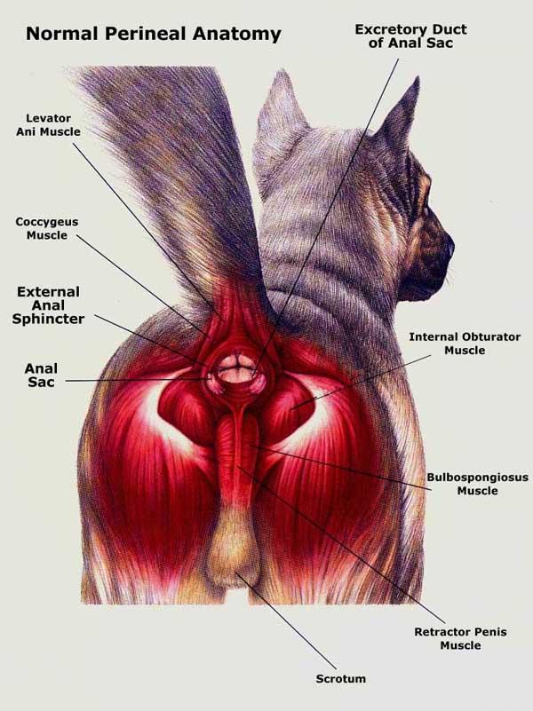 Anal Sac in dog - Diagram