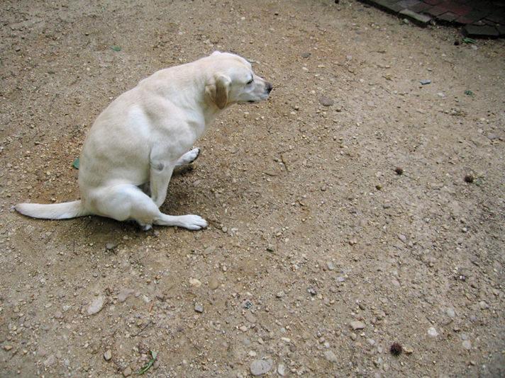 Dog scooting dragging its butt over the floor