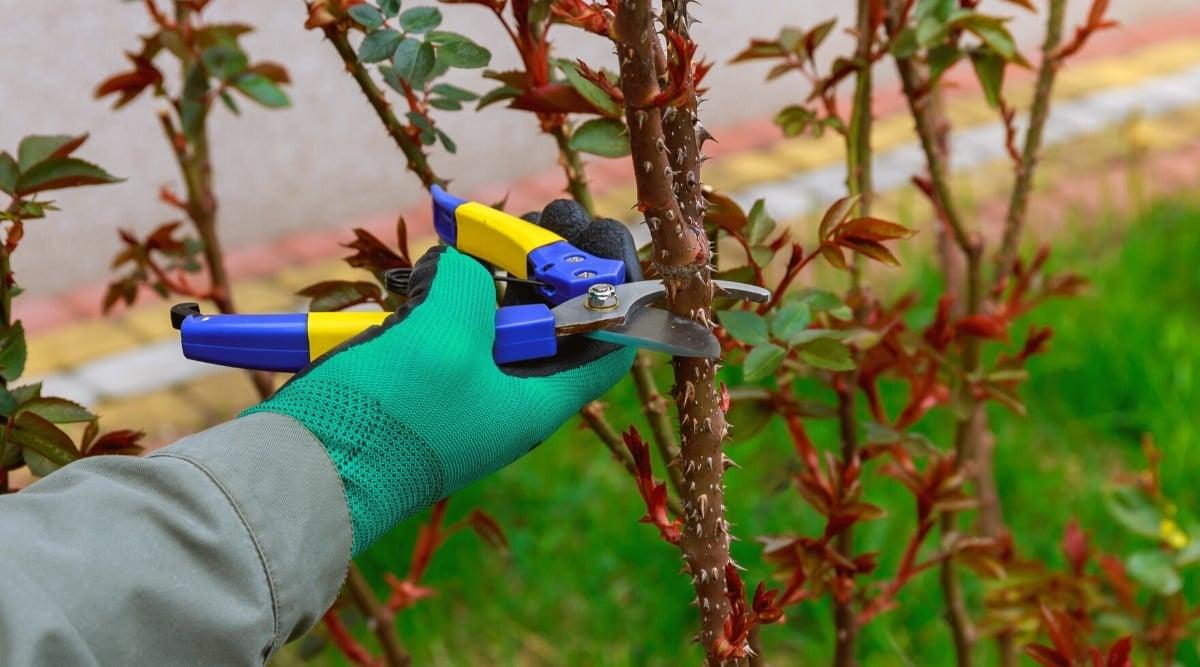 Close-up of a gardener's hands pruning a rose bush with blue and yellow secateurs, in a garden. The bush is tall, has vertical thick stems covered with sharp thorns and pinnately compound young leaves. The leaves consist of oval leaflets with serrated edges, dark green with a burgundy hue.
