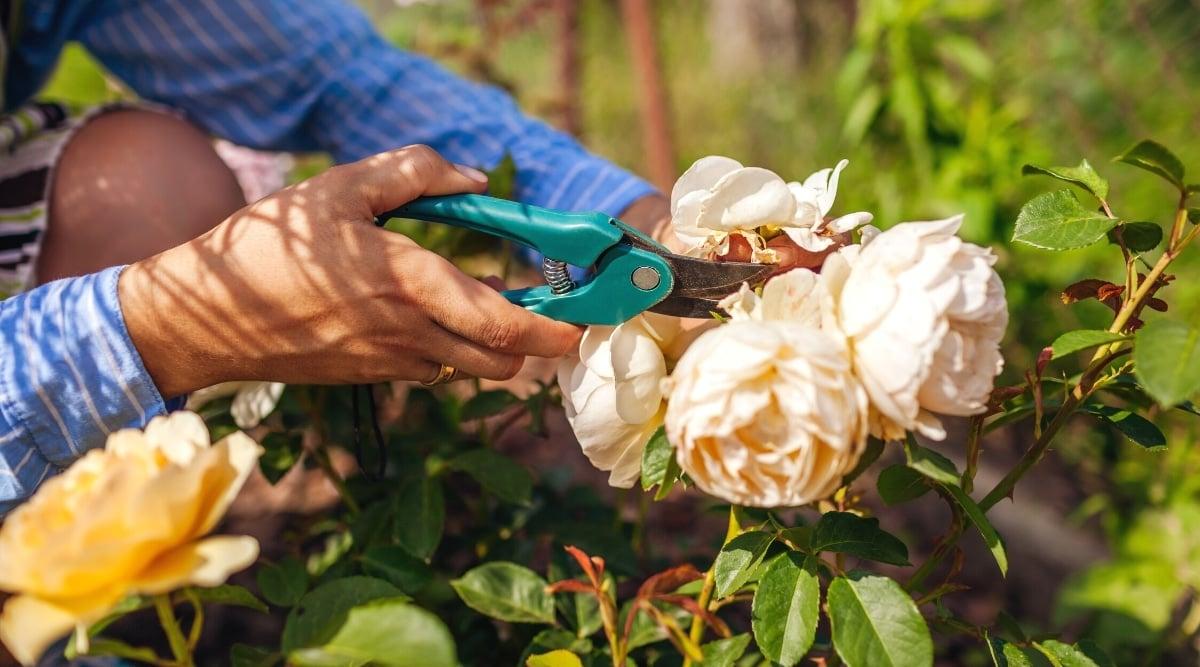 Close-up of a gardener's hands deadheading spent rose hips with blue pruners. The rose has upright stems and pinnately compound leaves. The flowers are medium sized, double, bright yellow with wilting petals.