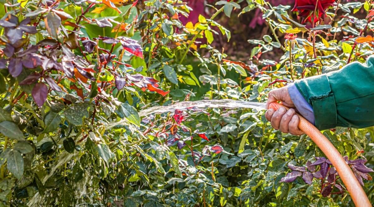 Close-up of a gardener's hands watering a rose bush with an orange hose, in a garden. Rose bushes are large, lush, consist of vertical stems covered with complex pinnate leaves of oval dark green leaflets with serrated edges. Some leaves are burgundy.