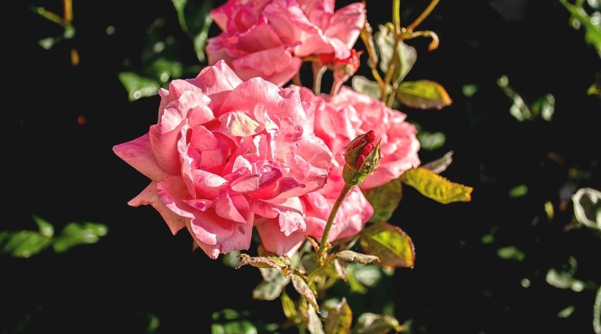 Close-up of heat damaged roses in a sunny garden. The bush has large double pink flowers with dry fading petals. The leaves are pinnately compound, with oval leaflets that are pale green, yellow, and brown. The leaves are dry.