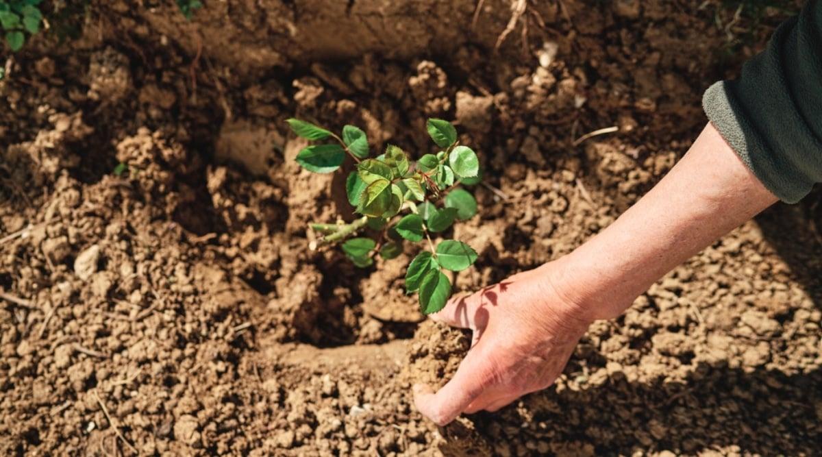 Close-up of planting a young rose seedling in a garden. The seedling is small, has pinnately compound leaves with oval green leaflets, with serrated edges. A woman's hand puts soil in a hole with a planted seedling. The soil is brown and loose.