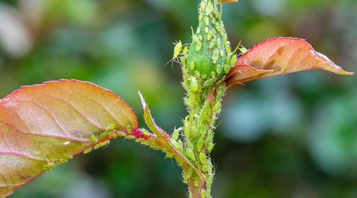 Close-up of an aphid swarm on the stem and bud of a rose, against a blurred green background. Aphids are tiny insects that have soft green oval bodies and suck the sap from the plant. The leaves are oval, with jagged edges, green with a burgundy tint.