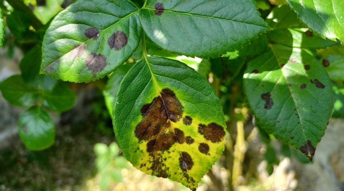 Close-up of rose leaves infected with black spot. The leaves are oval, with serrated edges, dark green in color with yellowing areas and with irregular black-brown spots.