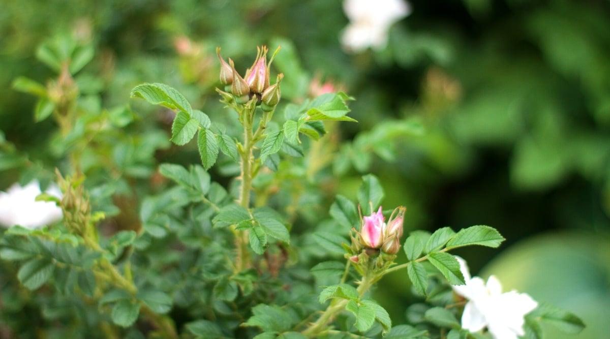 Close-up of a rose bush with small unopened buds. The bush is lush, has vertical stems with pinnately compound leaves, consisting of oval green leaflets with serrated edges. The stems are covered with small sharp thorns. The buds are small, green in color with pinkish densely gathered petals.