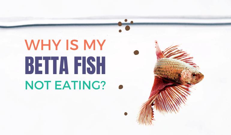 Why is my Betta Fish Not Eating - JapaneseFightingFish.org