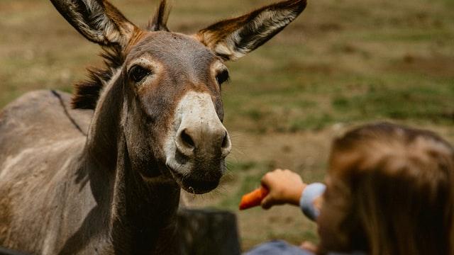 donkey being offered some carrot treats