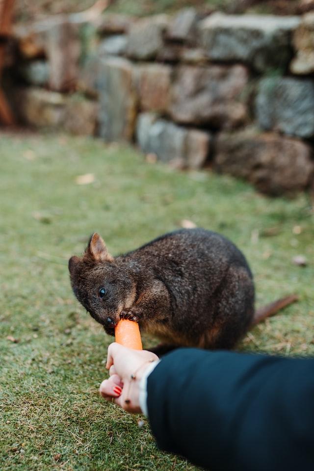 Hand feeding a wild Tasmanian pademelon with a carrot.