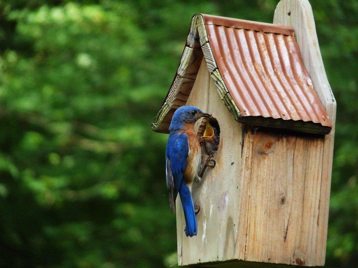 bluebird birdhouse placement