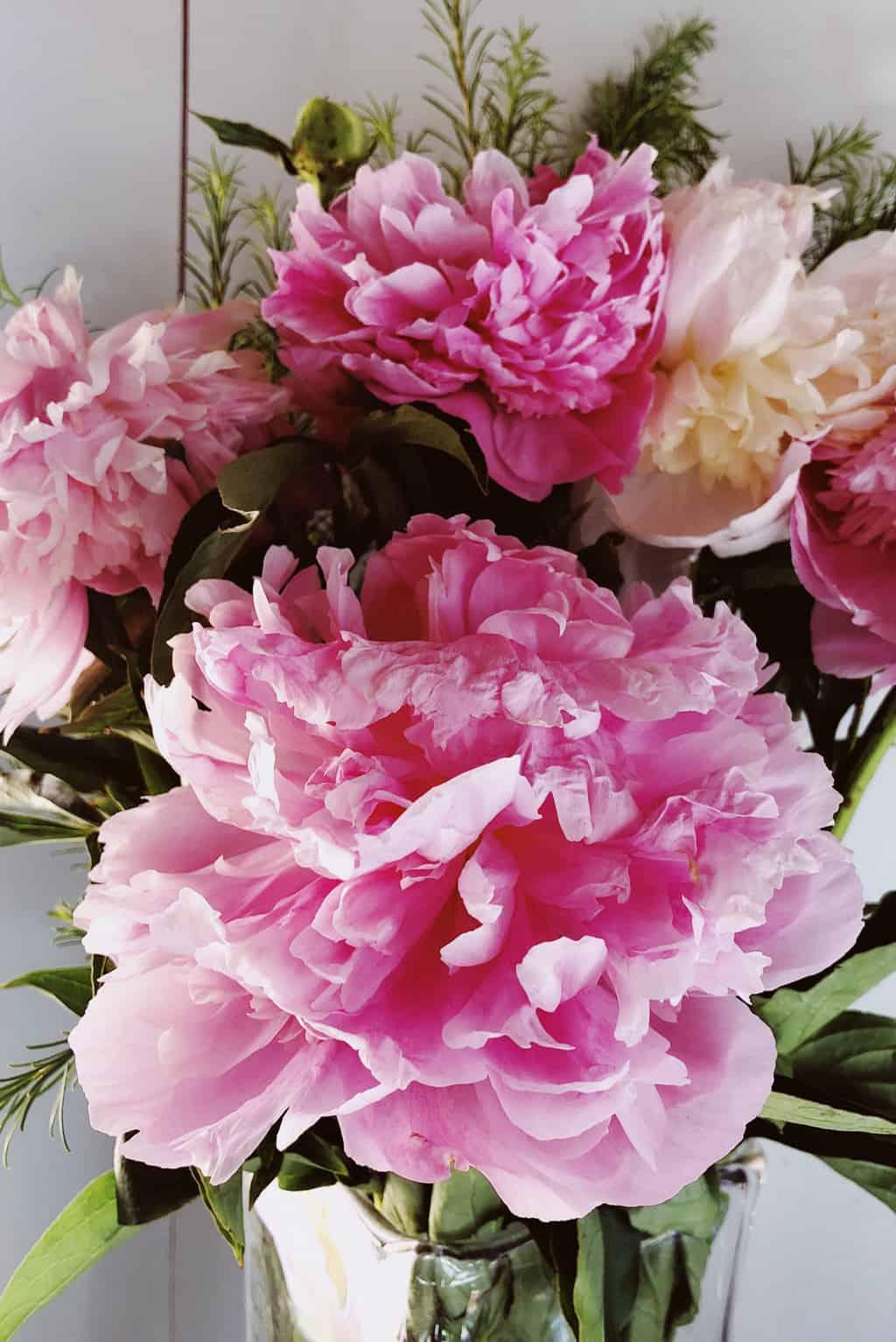 How to Cut and Preserve Fresh Peonies!
