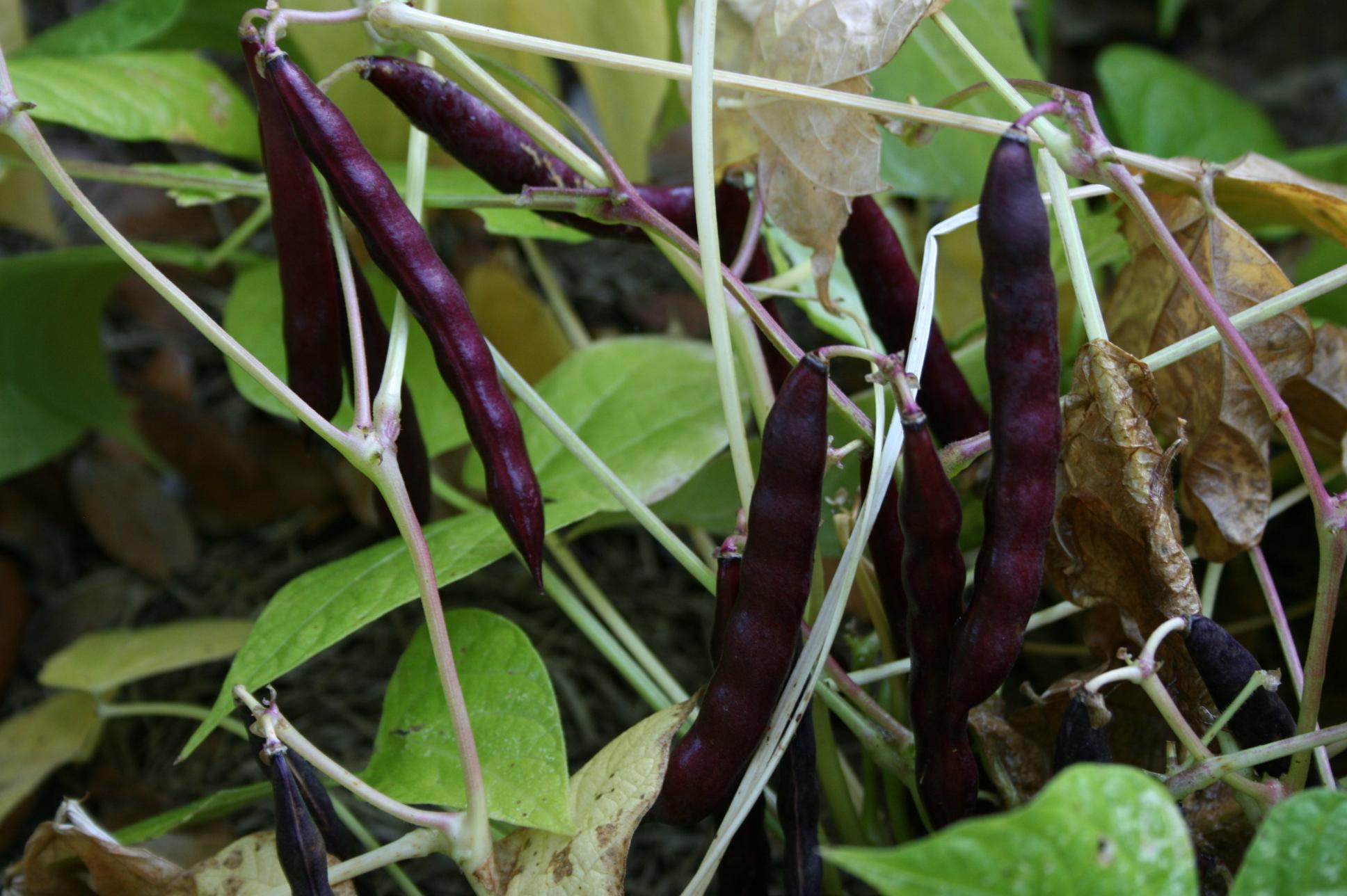 kidney beans ready to harvest