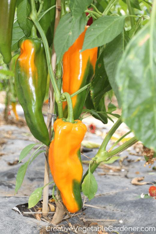 yellow peppers ripening