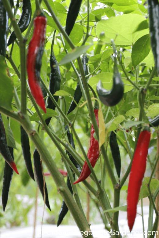 thai peppers ready to harvest