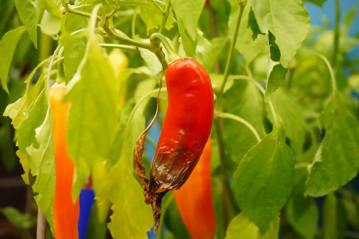 Blossom end rot on banana pepper