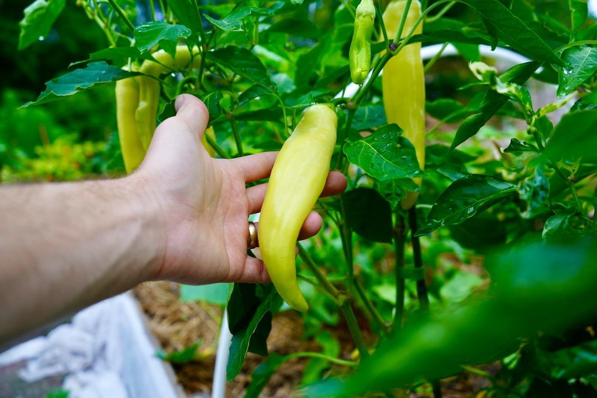 Large banana pepper on plant