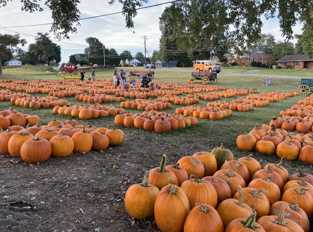 Pumpkins near Winston-Salem