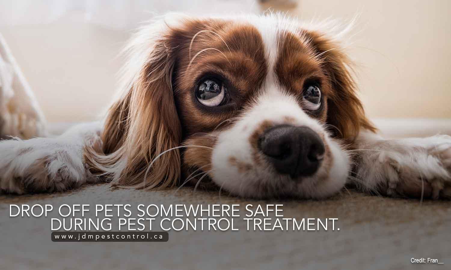 Drop off pets somewhere safe during pest control treatment.