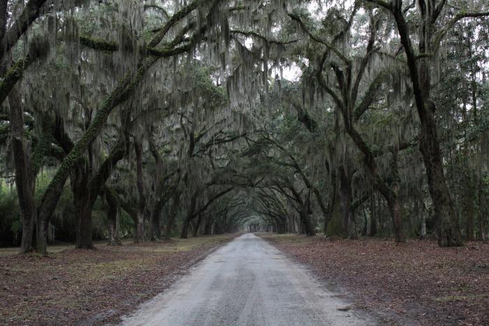 Wormsloe Plantation From The Last Song