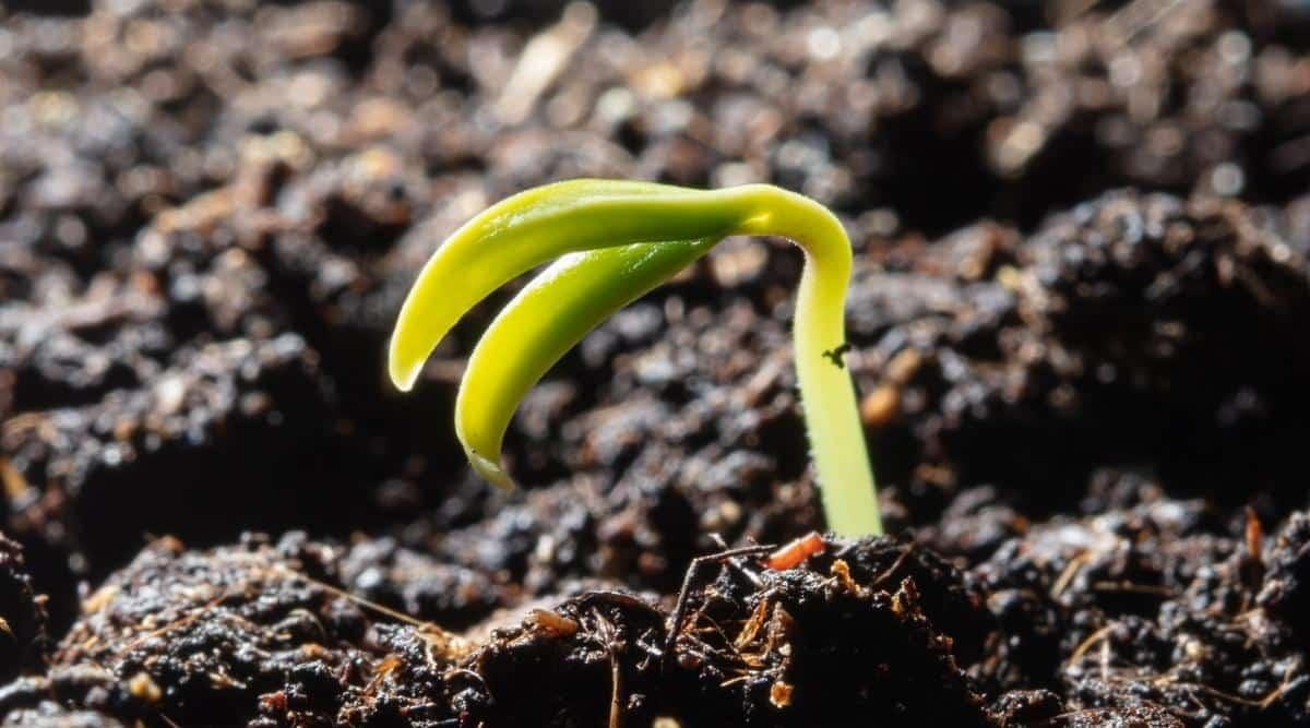 bell pepper sprout in the ground
