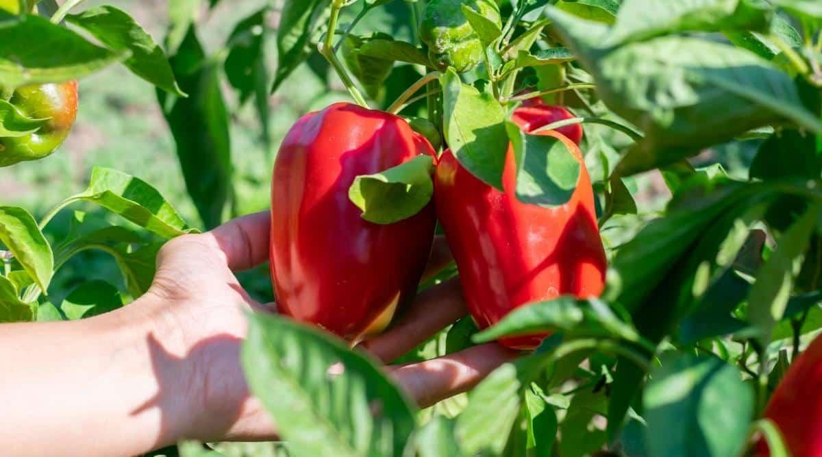 red mature bell peppers in full sun