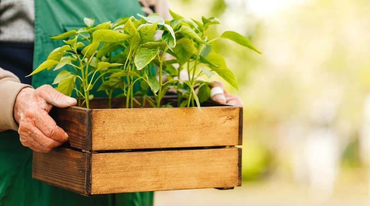 gardener holding a wood box with pepper seedlings