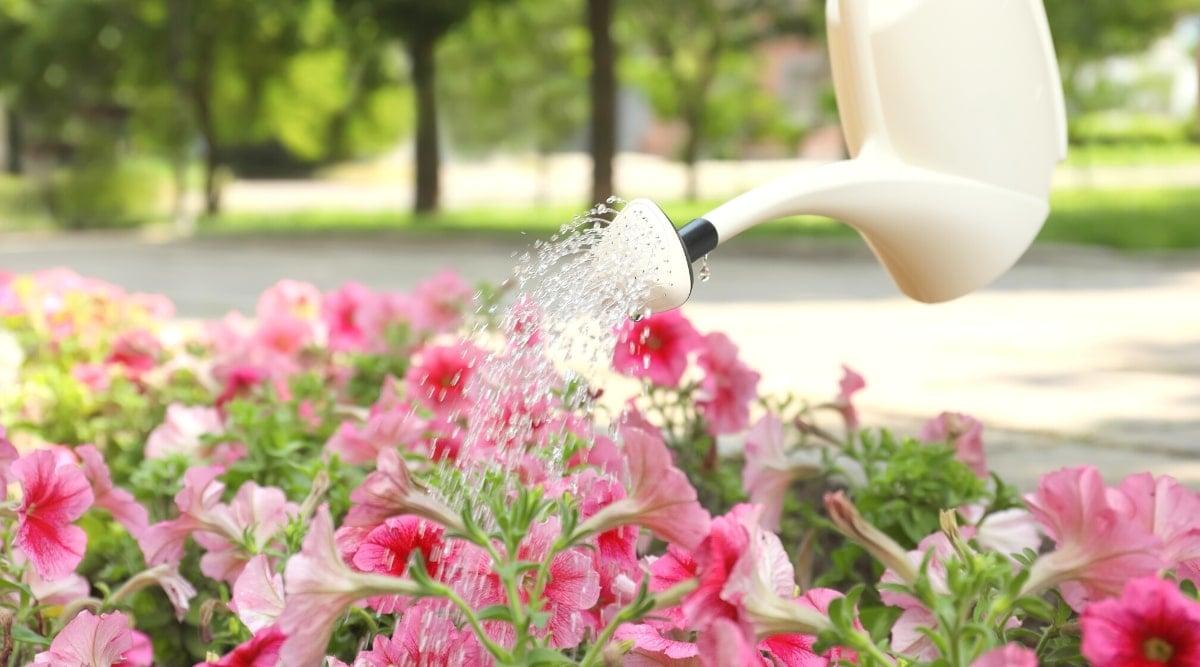 Watering blooming pink petunias with a beige watering can outdoors. Petunias produce beautiful large, tubular flowers that are pale pink in color with deep pink veins and throats. The leaves are small, oval, smooth, pale green.