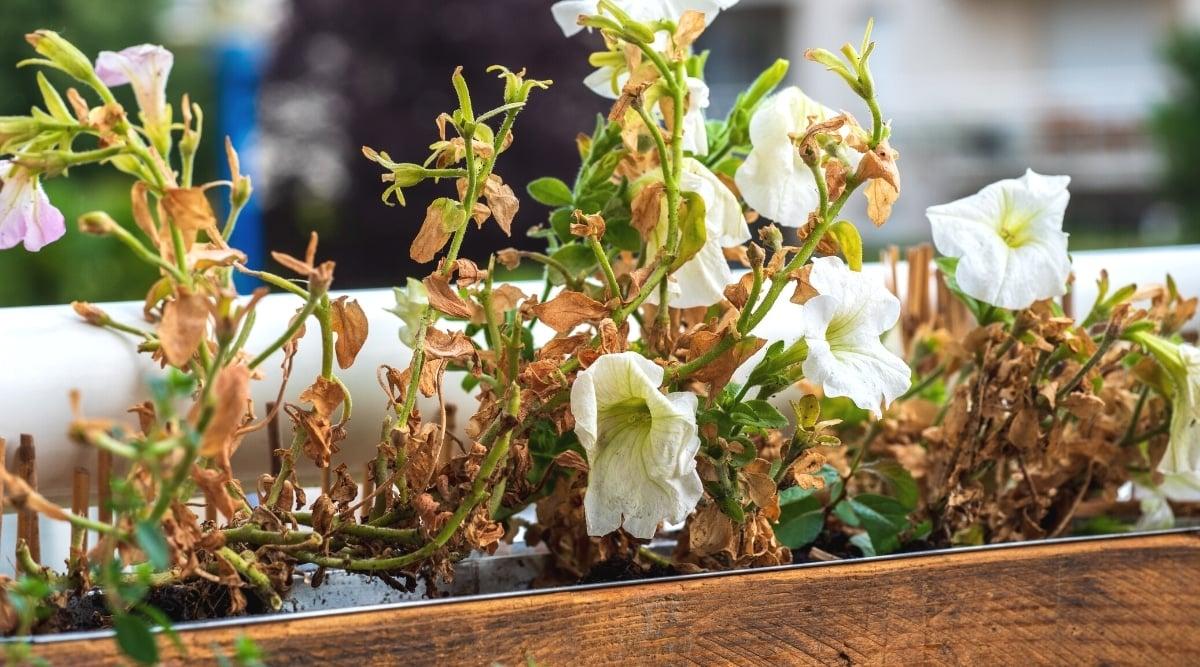 Close-up of a flowering petunia plant in an oblong rectangular wooden pot, with dried leaves due to insufficient watering. The plant has thin, branching, green, flexible stems covered with small oval leaves. The leaves are dry, orange-brown. The flowers are white, tubular, wilted.