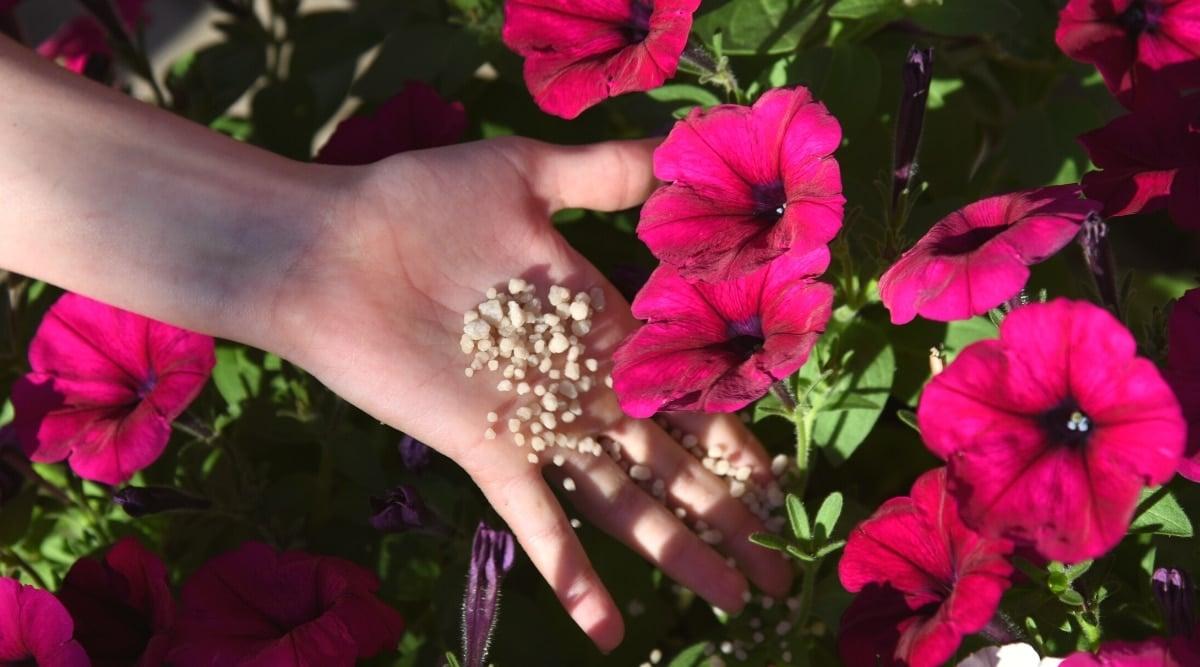 Close-up of a woman's hand with granular mineral fertilizers near blooming petunias in the garden. Petunias have large, tubular, deep pink flowers with darker throats. The leaves are oval, green, smooth.