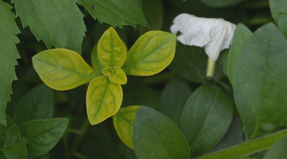 Top view, close-up of petunia leaves affected by tobacco mosaic virus. The leaves are oval, smooth, yellowish in color with green veins.