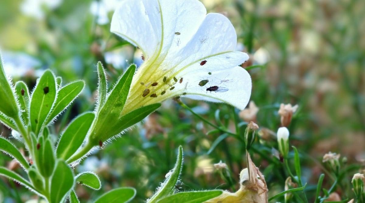 Close-up of a blooming white petunia infested with aphids in a sunny garden. Petunia has small oval green leaves with a slightly hairy texture. The flower is tubular, white. The aphid is a tiny insect with a green, soft, pear-shaped body.