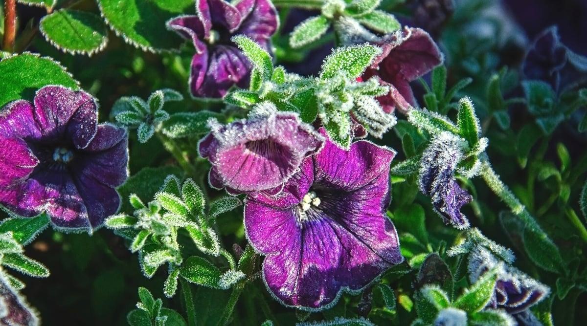 Close-up of a purple petunia affected by frost. The plant is completely covered with ice. Petunia has small oval leaves, smooth, green. The flowers are large, tubular, single, with five petals of a velvety purple hue.