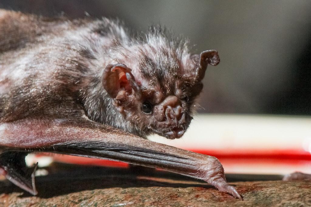 Vampire bat