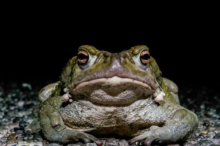 Sonoran Desert Toad