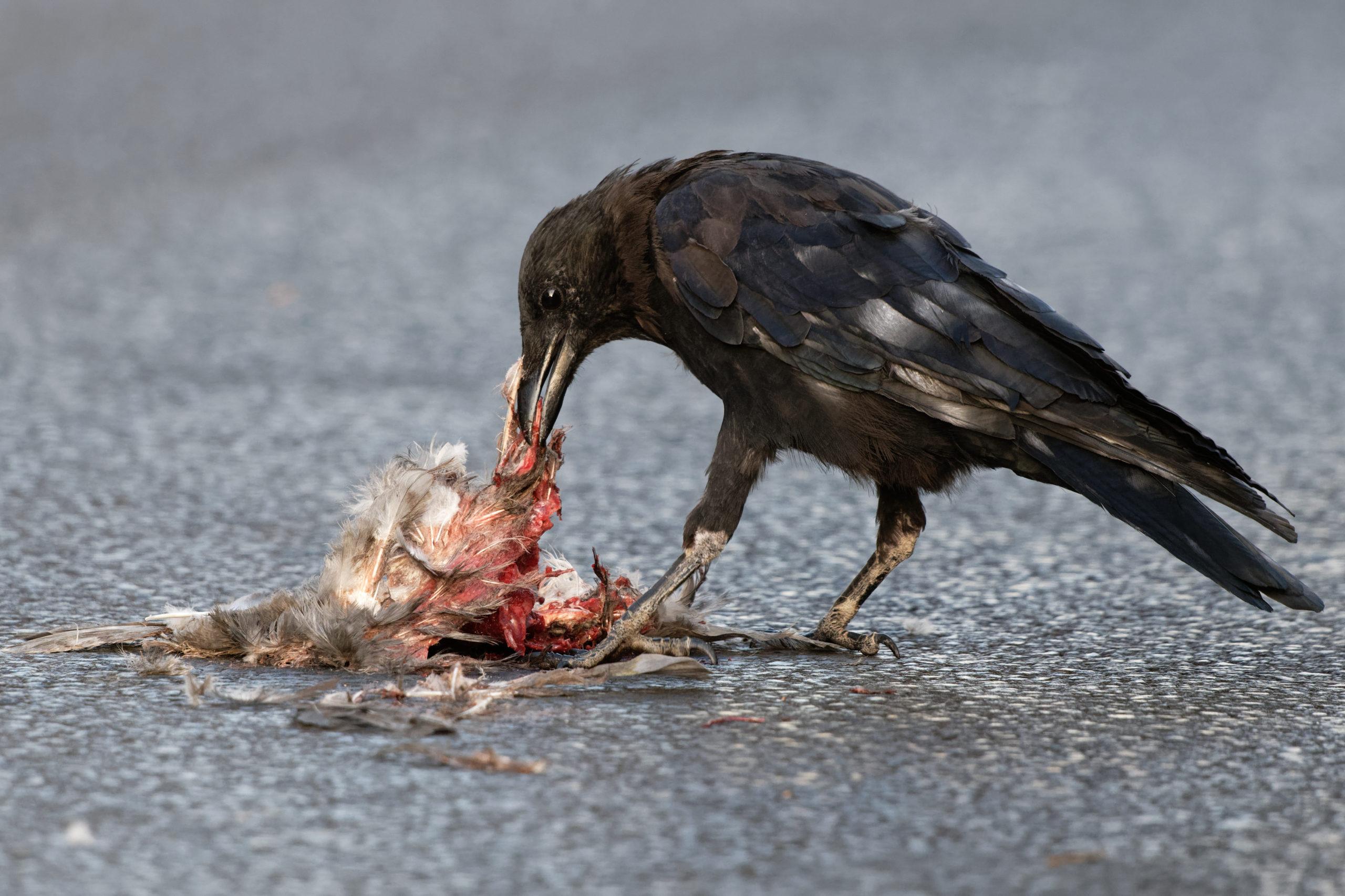 Crows are quick to take advantage of valuable food resources in the form of wildlife corpses.