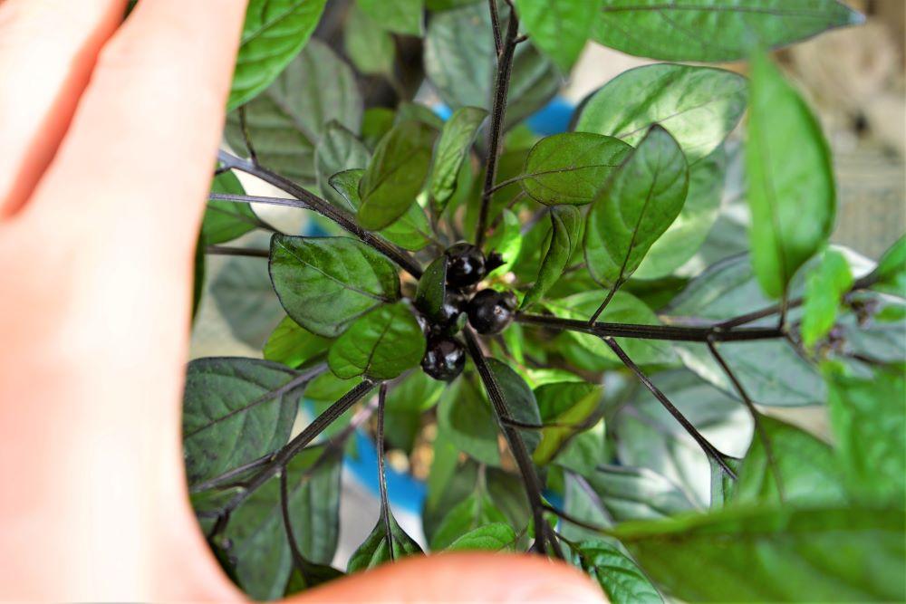 Black pearl pepper pods on plant