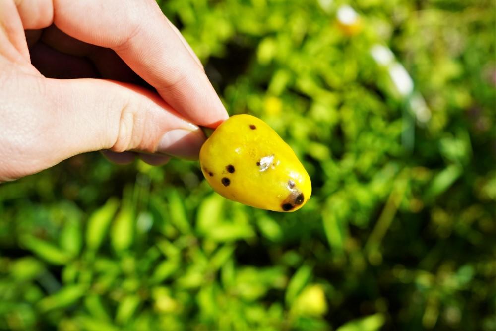 Spotted Oro de Ecuador pepper